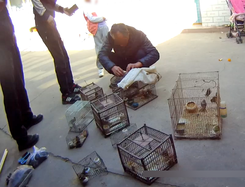 北京林地架设粘网非法捕鸟，4名非法狩猎野生动物嫌疑人被刑拘