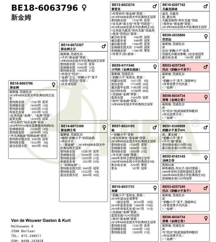 为什么取消赛鸽世界杯(1250万买一只赛鸽，是人傻钱多吗？“赛鸽圈”不得不说的秘密)