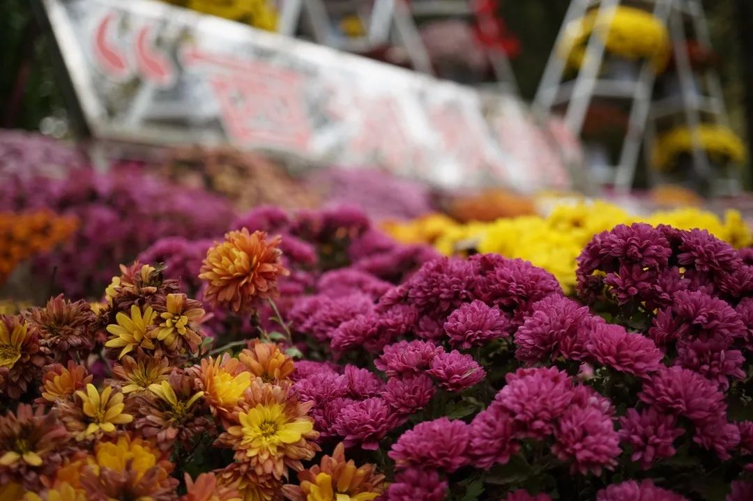 秋季赏菊正相宜,惊喜且看杜鹃开!植物园杜鹃二次开花啦!