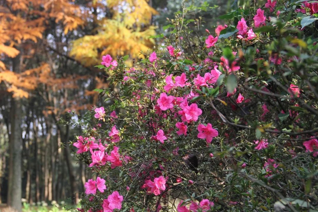 秋季赏菊正相宜，惊喜且看杜鹃开！植物园杜鹃二次开花啦！