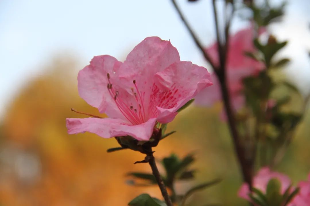 秋季赏菊正相宜，惊喜且看杜鹃开！植物园杜鹃二次开花啦！