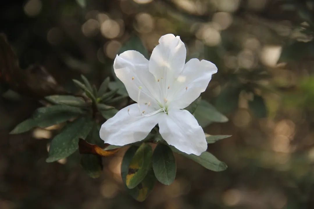 秋季赏菊正相宜,惊喜且看杜鹃开!植物园杜鹃二次开花啦!