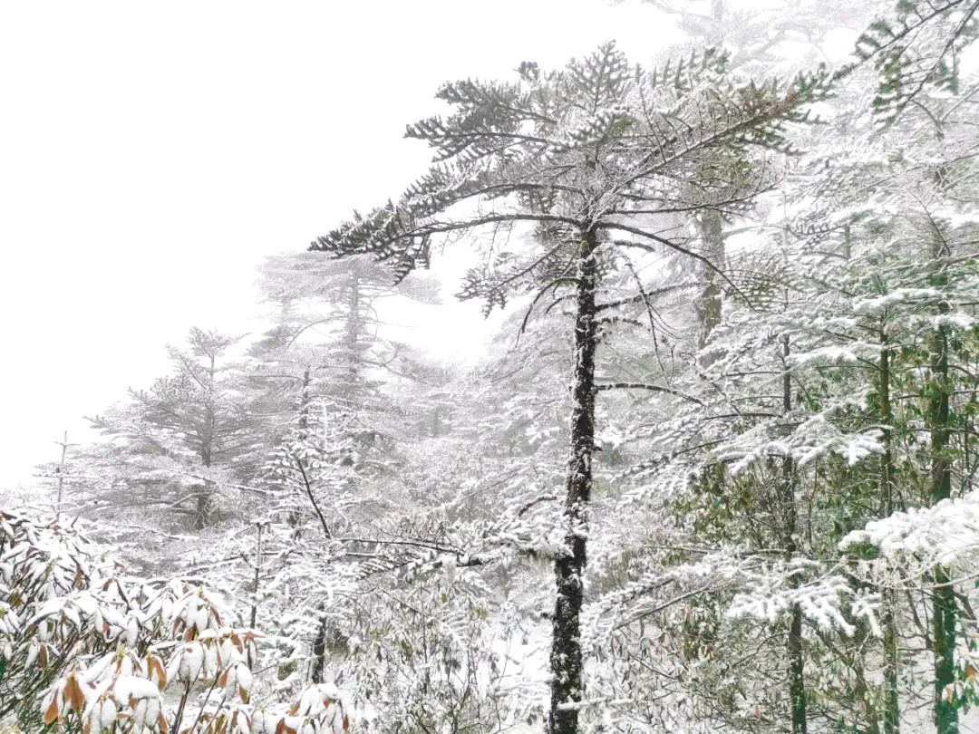 【春城秀】大雪节令至，轿子雪山看雪忙~