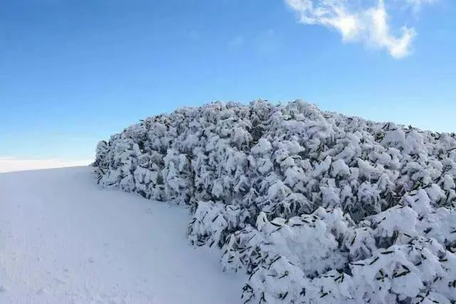 【春城秀】大雪节令至，轿子雪山看雪忙~