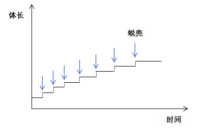 龙虾养殖(关于小龙虾养殖你应该知道的)