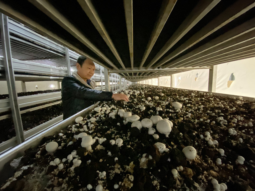 一年收30茬蘑菇、水果产业促增收，这个国字头产业园不一般