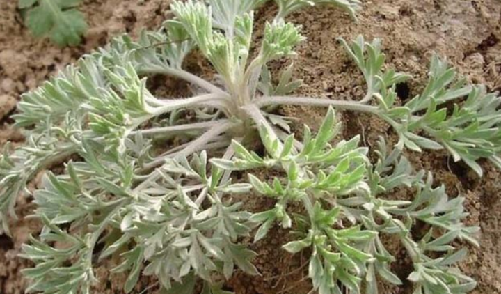 绿蒿的功效与作用(蒿草的功效与作用)-我的快乐小窝