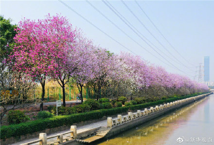 紫荆花图片,紫荆花图片大全