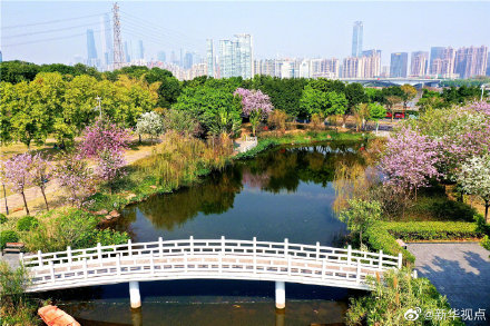 紫荆花图片,紫荆花图片大全