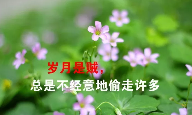 三月朋友圈文案分享：春暖花开时节的温暖句子图片