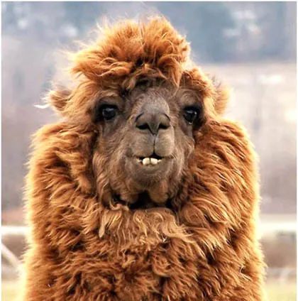 羊驼为什么吐口水羊驼吐口水说明什么