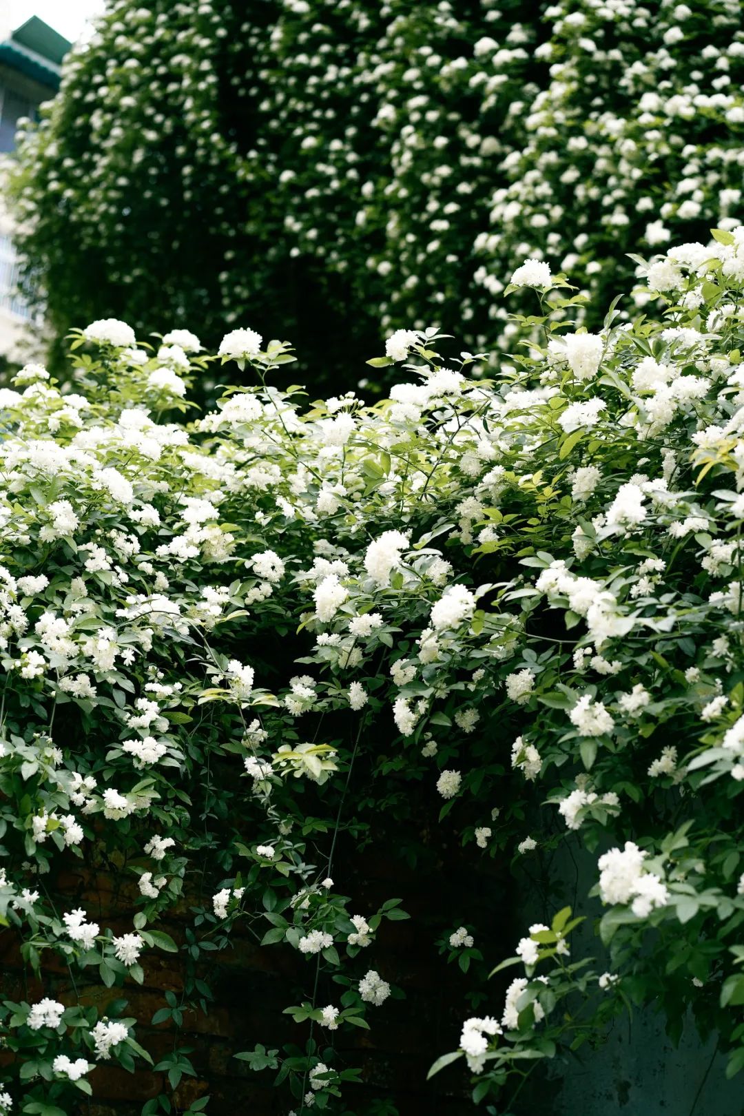 七里香花,七里香花图片