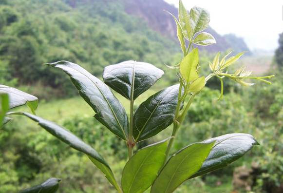 显齿蛇葡萄（神奇的酉阳藤茶沏泡一星期仍可饮用）