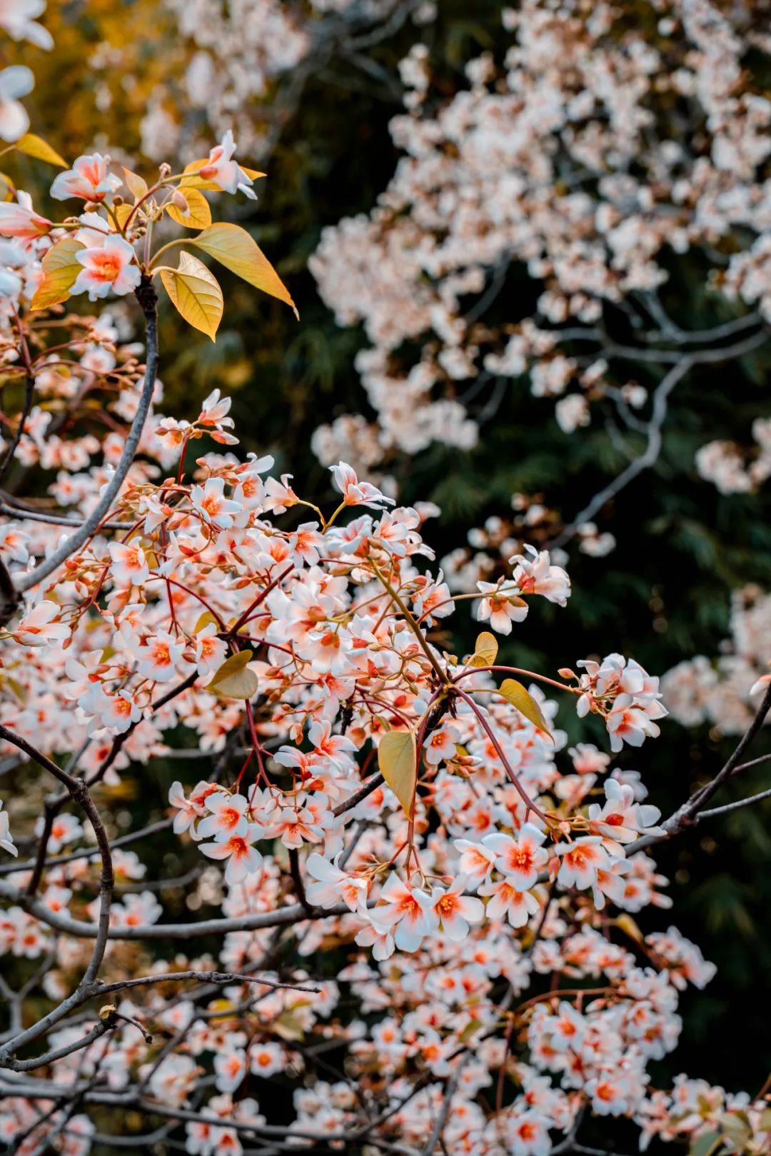 人间四月，油桐花开
