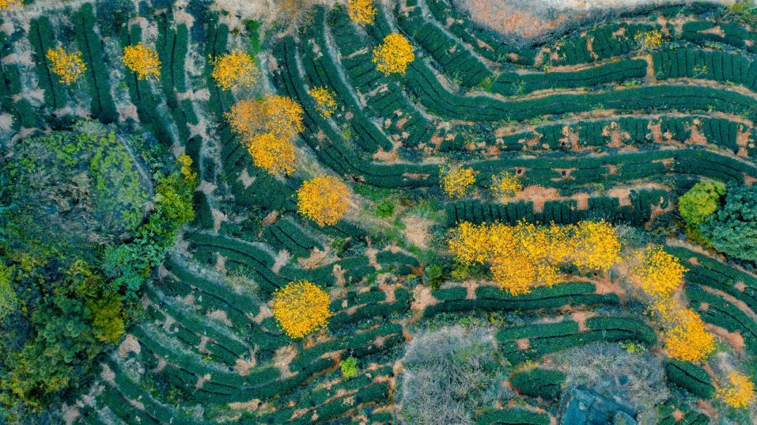 人间四月，油桐花开