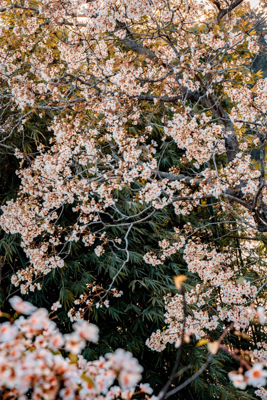 人间四月，油桐花开