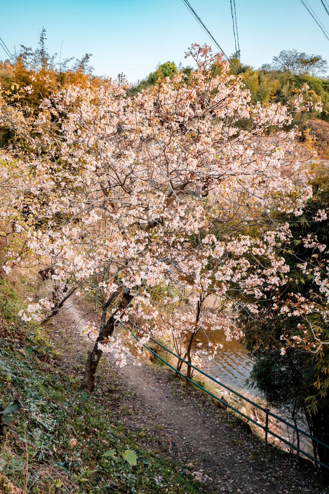 人间四月，油桐花开