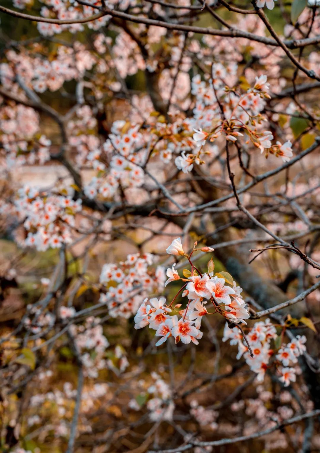 人间四月，油桐花开