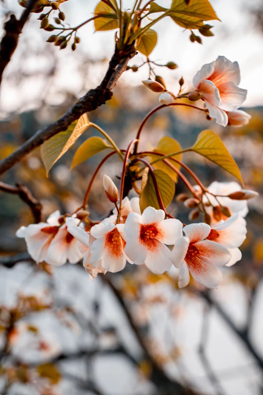 人间四月，油桐花开