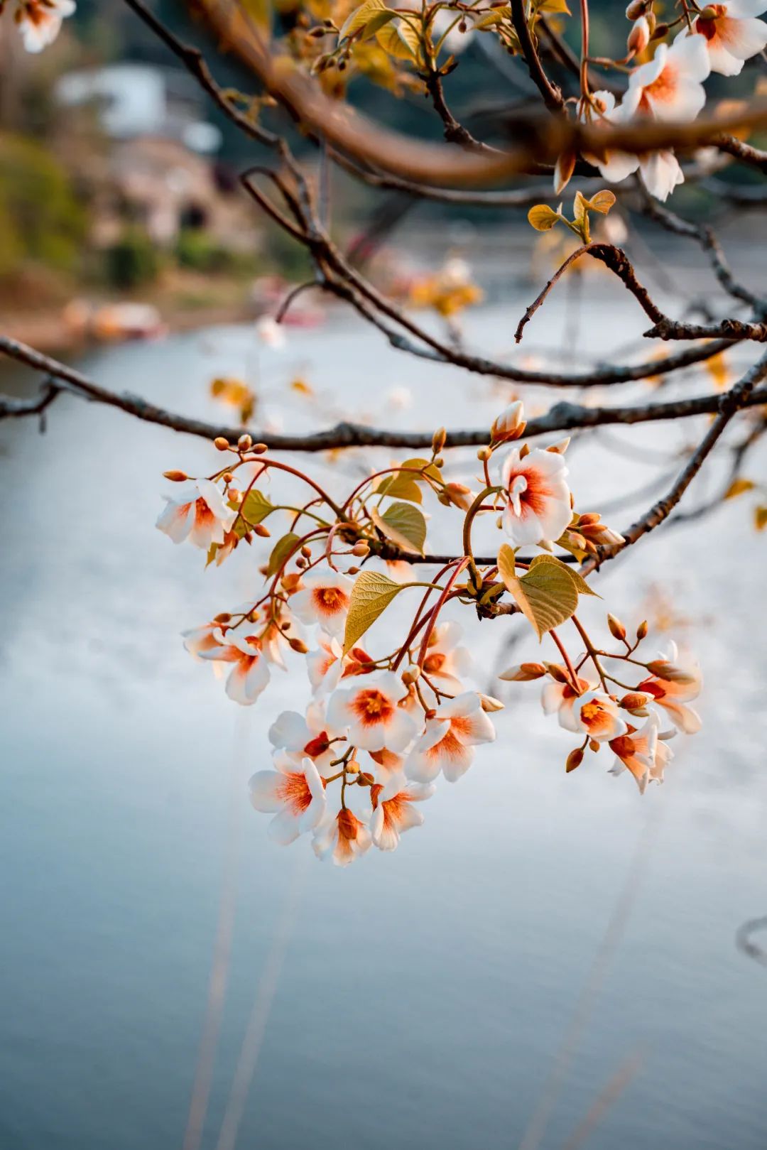 人间四月，油桐花开