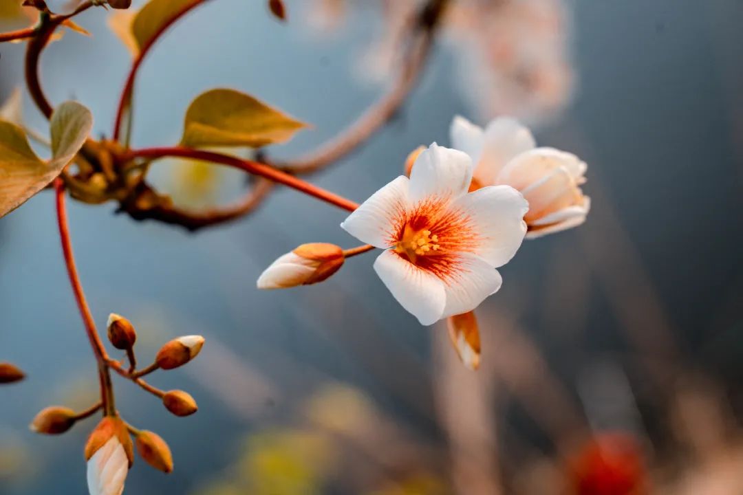 人间四月，油桐花开
