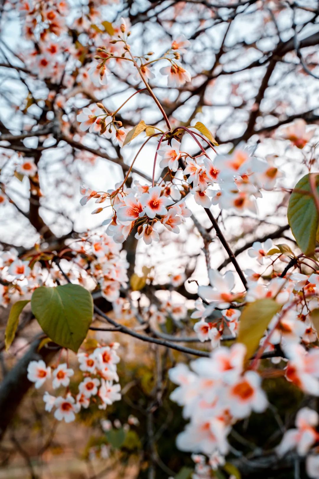 人间四月，油桐花开