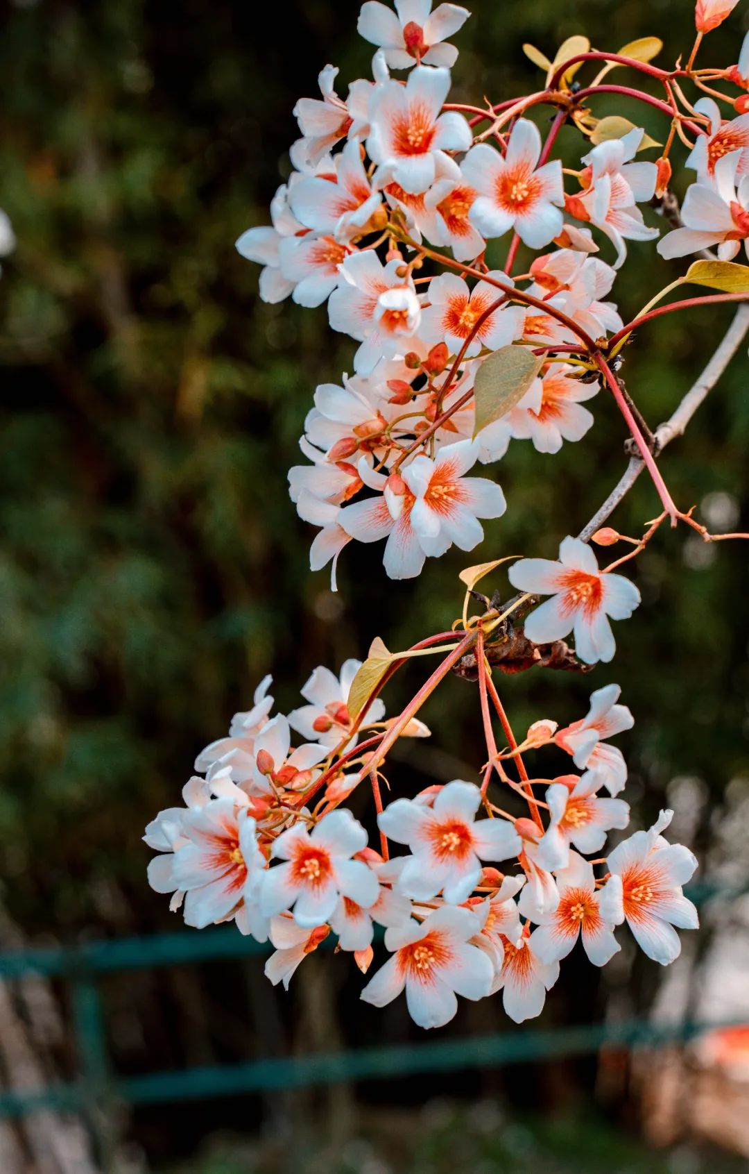 人间四月，油桐花开