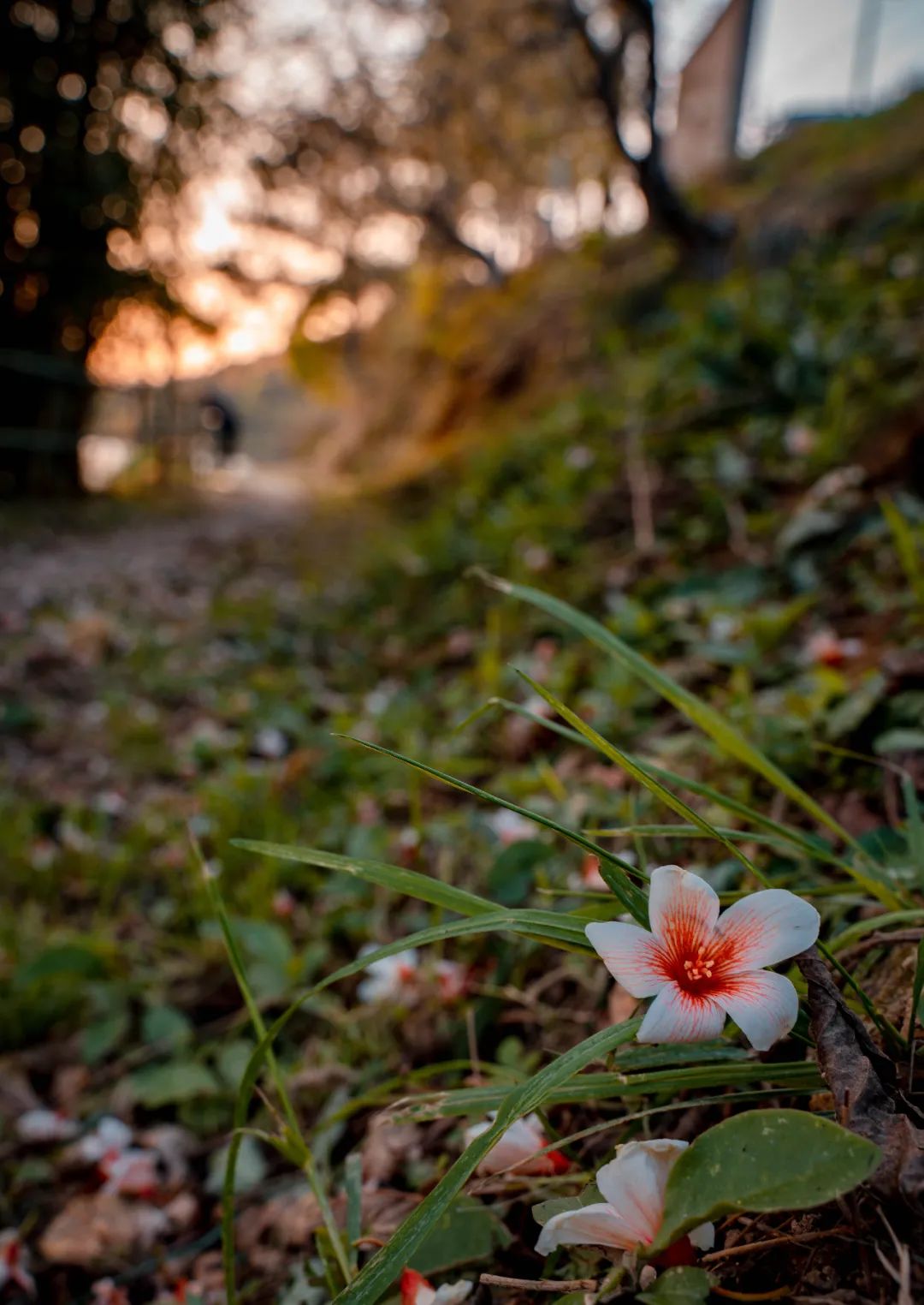 人间四月，油桐花开