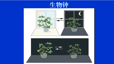 晒太阳能治失眠？褪黑素这样吃才有用？专家带你探索睡眠奥秘