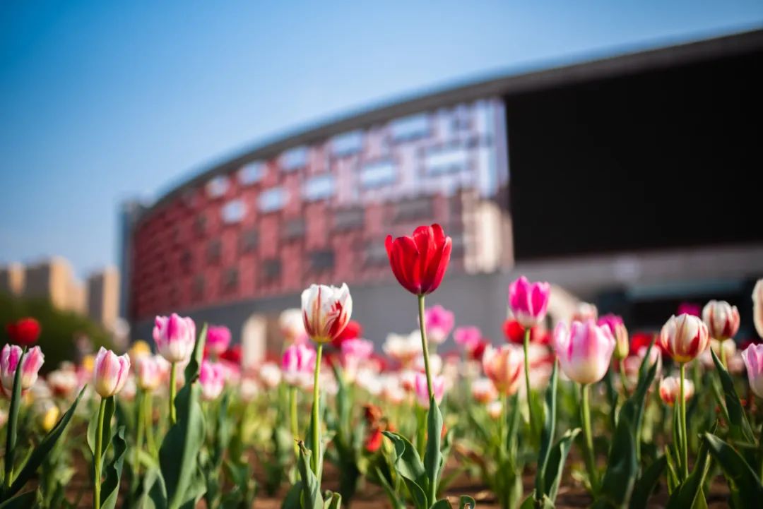 师大有你！陕西师范大学2021年红烛计划（高校专项）招生简章发布