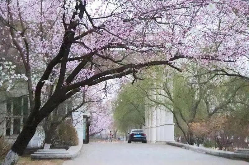 沈阳最美“校花”出炉，颜值太高了！有你学校的吗？