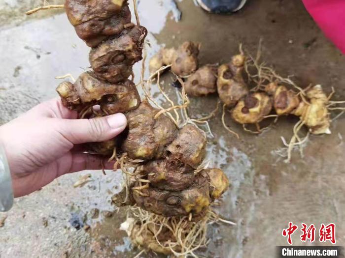 湖南新晃的“中国健康好农村”庭院里“黄金”正在走向振兴路。