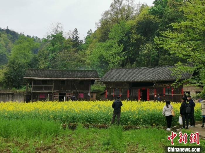 湖南新晃的“中国健康好农村”庭院里“黄金”正在走向振兴路。