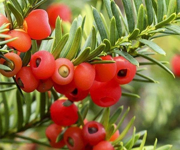 珙桐怎么读(全球仅有一株!这些只生长在中国的珍稀植物,你知道哪些?