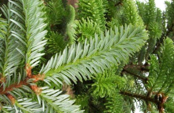 珙桐怎么读(全球仅有一株!这些只生长在中国的珍稀植物,你知道哪些?