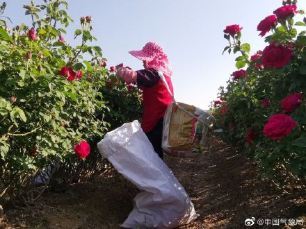 感受玫瑰的采摘 天天看點