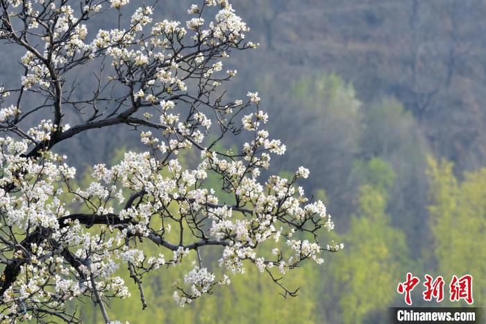梨花是什么季节开的梨花是什么季节开的几月什么样子的