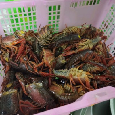 学做蒜泥龙虾（教你做蒜泥龙虾孩子吃了都说再来一盘）