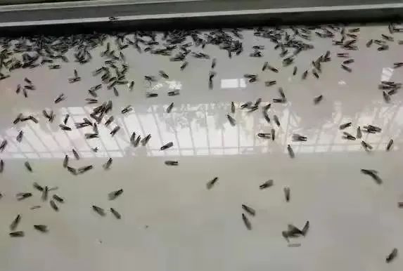 甲醛怎么除便宜20