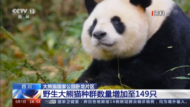 卧龙自然保护区位于(四川卧龙自然保护区有149只野生大熊猫 这个数据是怎么来的？)