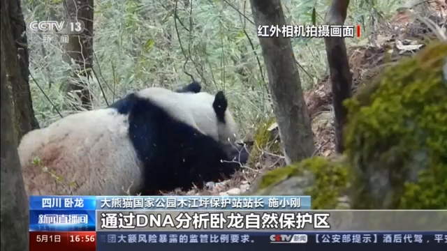 卧龙自然保护区位于(四川卧龙自然保护区有149只野生大熊猫 这个数据是怎么来的？)