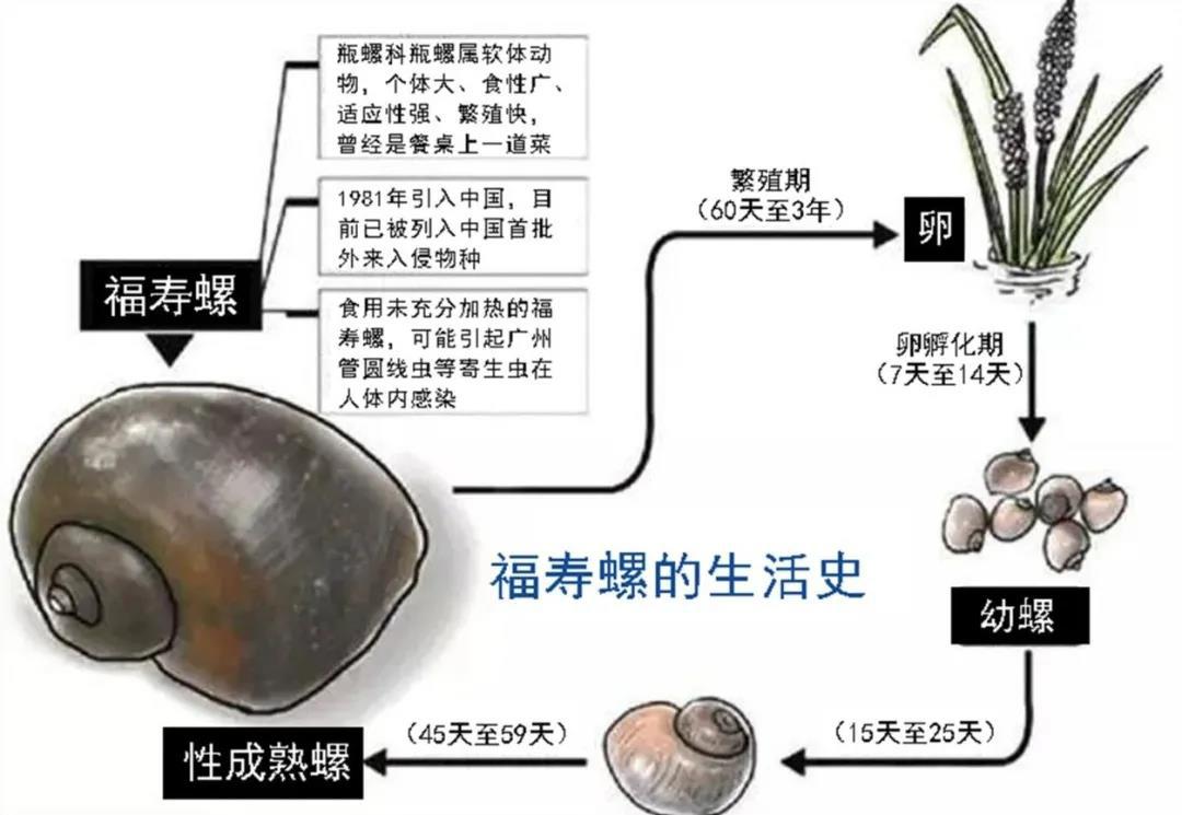 福寿螺吃了会怎么样(福建疾控:福寿螺暗藏杀机,不能食用)