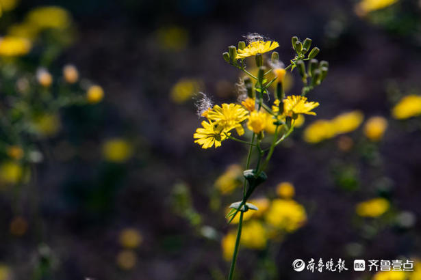 花椰菜图片,花椰菜图片和西兰花的区别