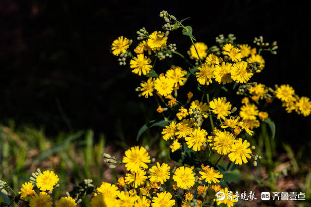 花椰菜图片,花椰菜图片和西兰花的区别