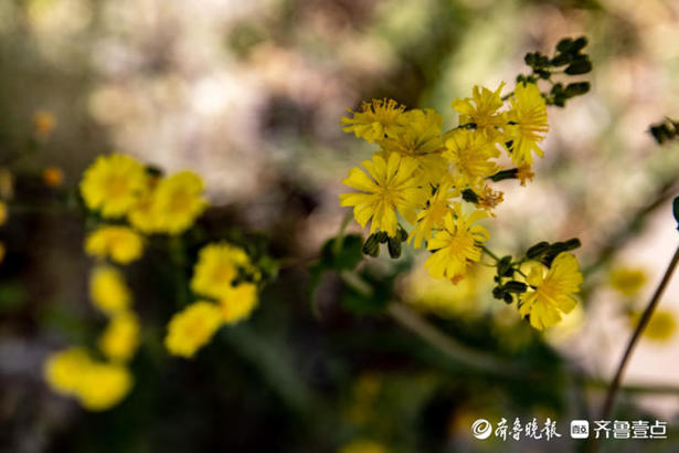 花椰菜图片,花椰菜图片和西兰花的区别