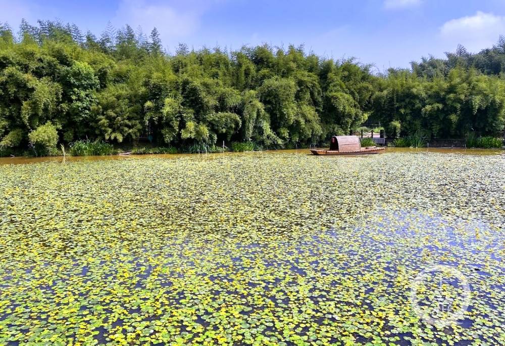 沿着高速看中国·重庆｜《诗经》窈窕淑女采摘的荇菜 在梁平双桂湖里连片成景