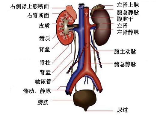 新生儿是指多大的婴儿 新生儿特点和最初的模样