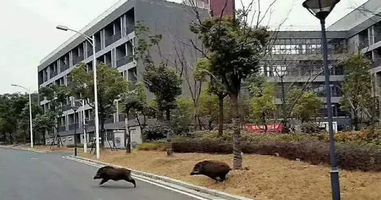 南京大学，生日快乐