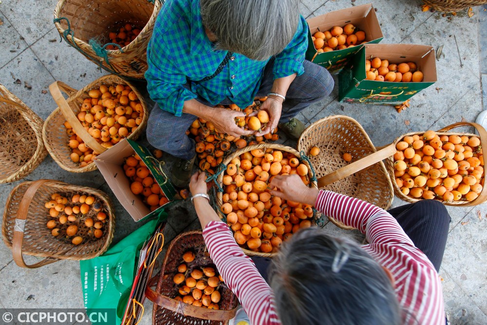 采摘枇杷,采摘枇杷的心情說說