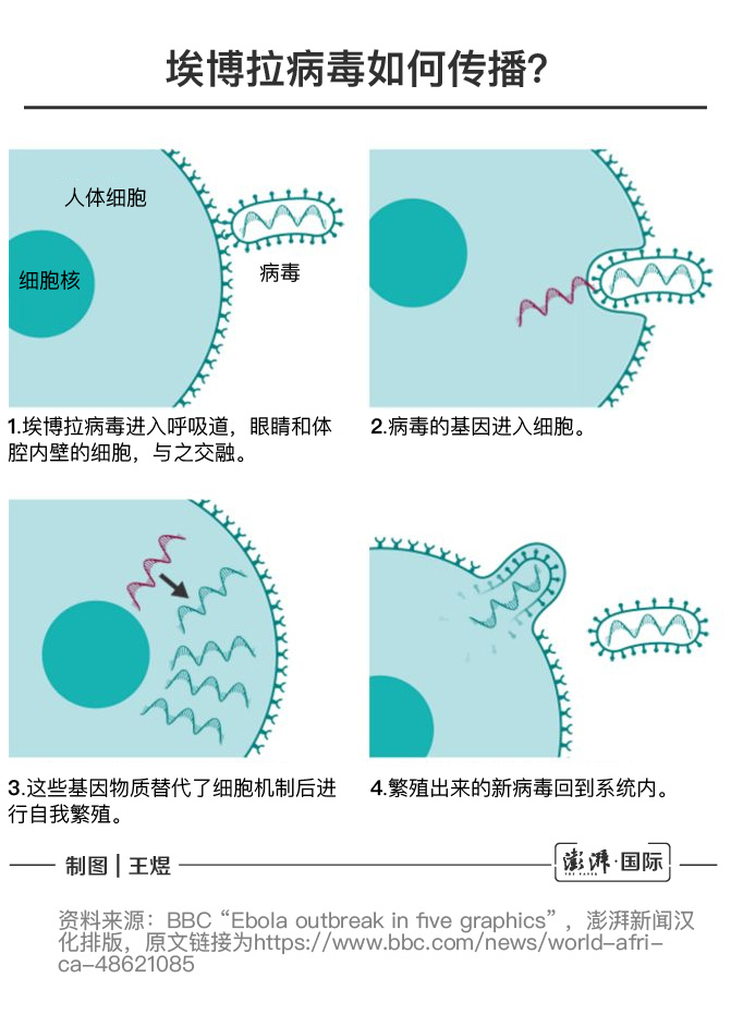 德堡“病毒暗史”：埃博拉病毒全球之旅及泄漏之虞带来的启示